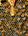 Greek Organic Fir Honey - 23.5+ TA