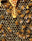 Bees on a honeycomb structure