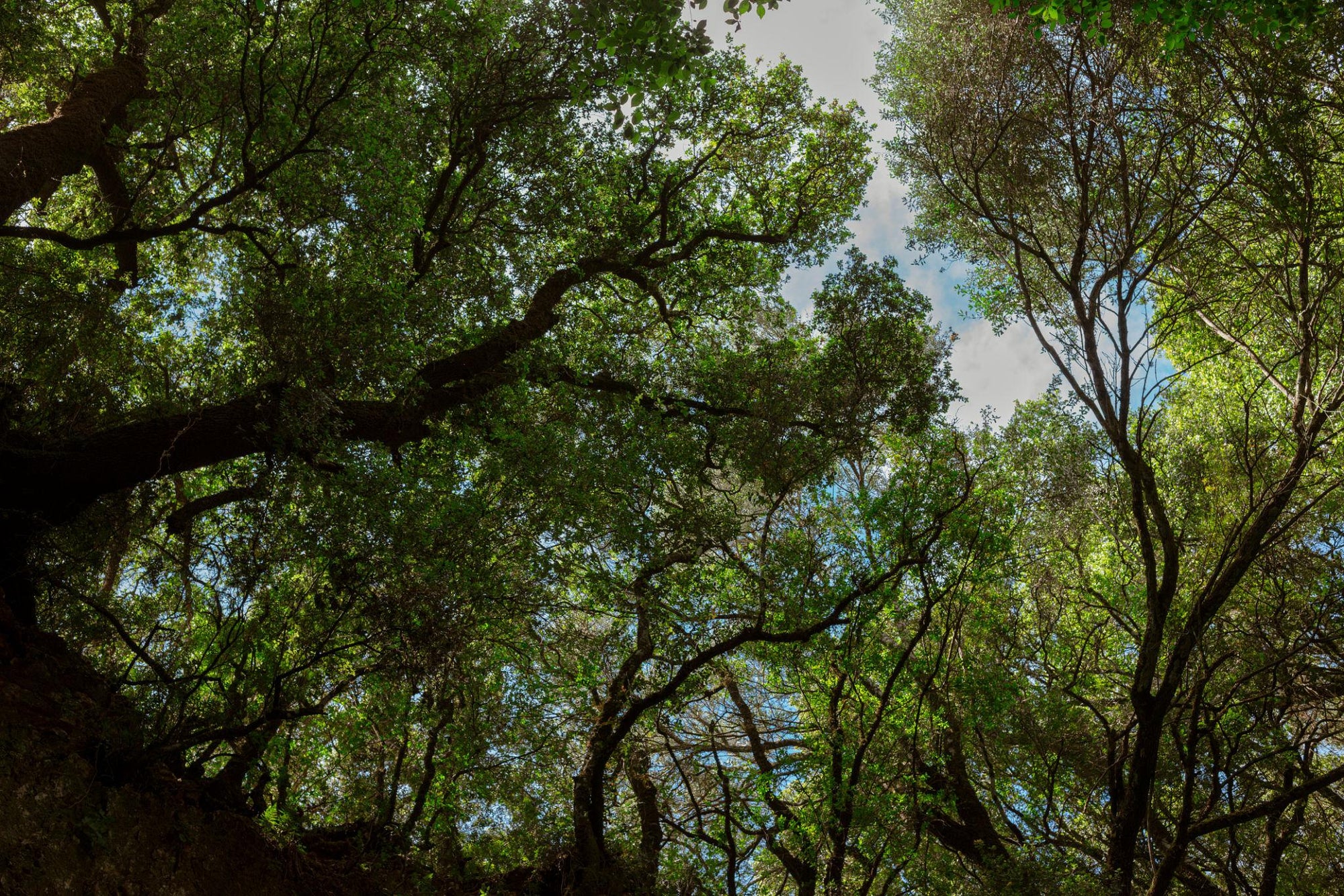 Forest ecosystem shaping the botanical and antioxidant profile of forest honey
